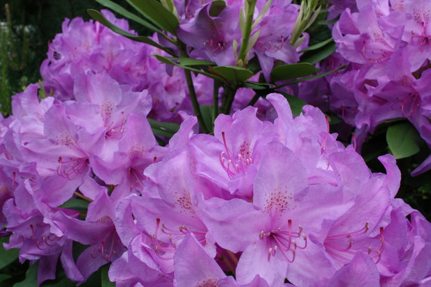 Piękny rododendron i jego pierwsze kwiaty :)