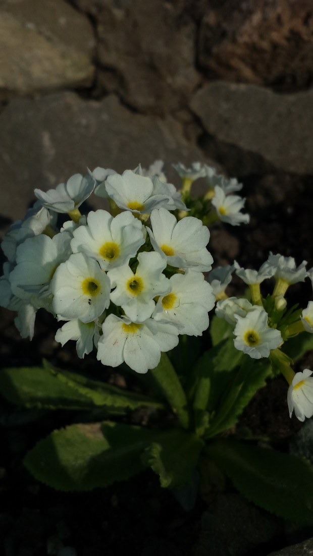 Pierwiosnek ząbkowany