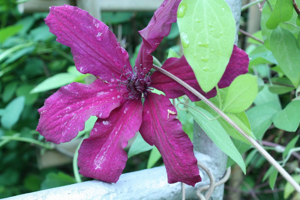 Powojniki już kwitną