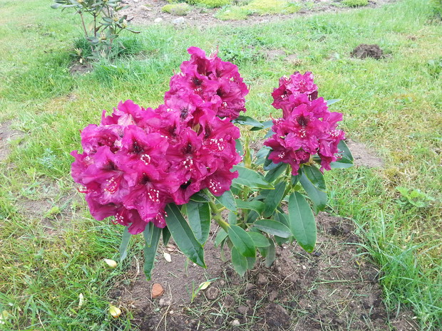 Rododendron drugi
