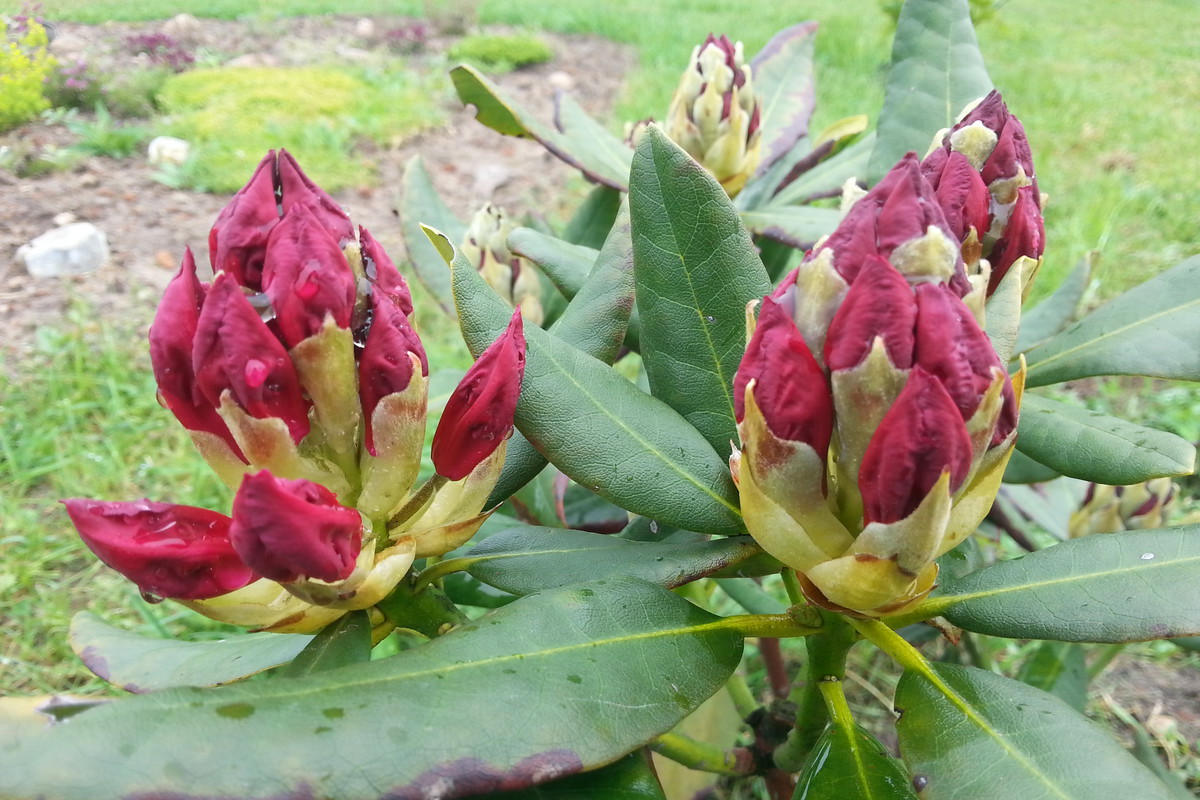 Rododendron