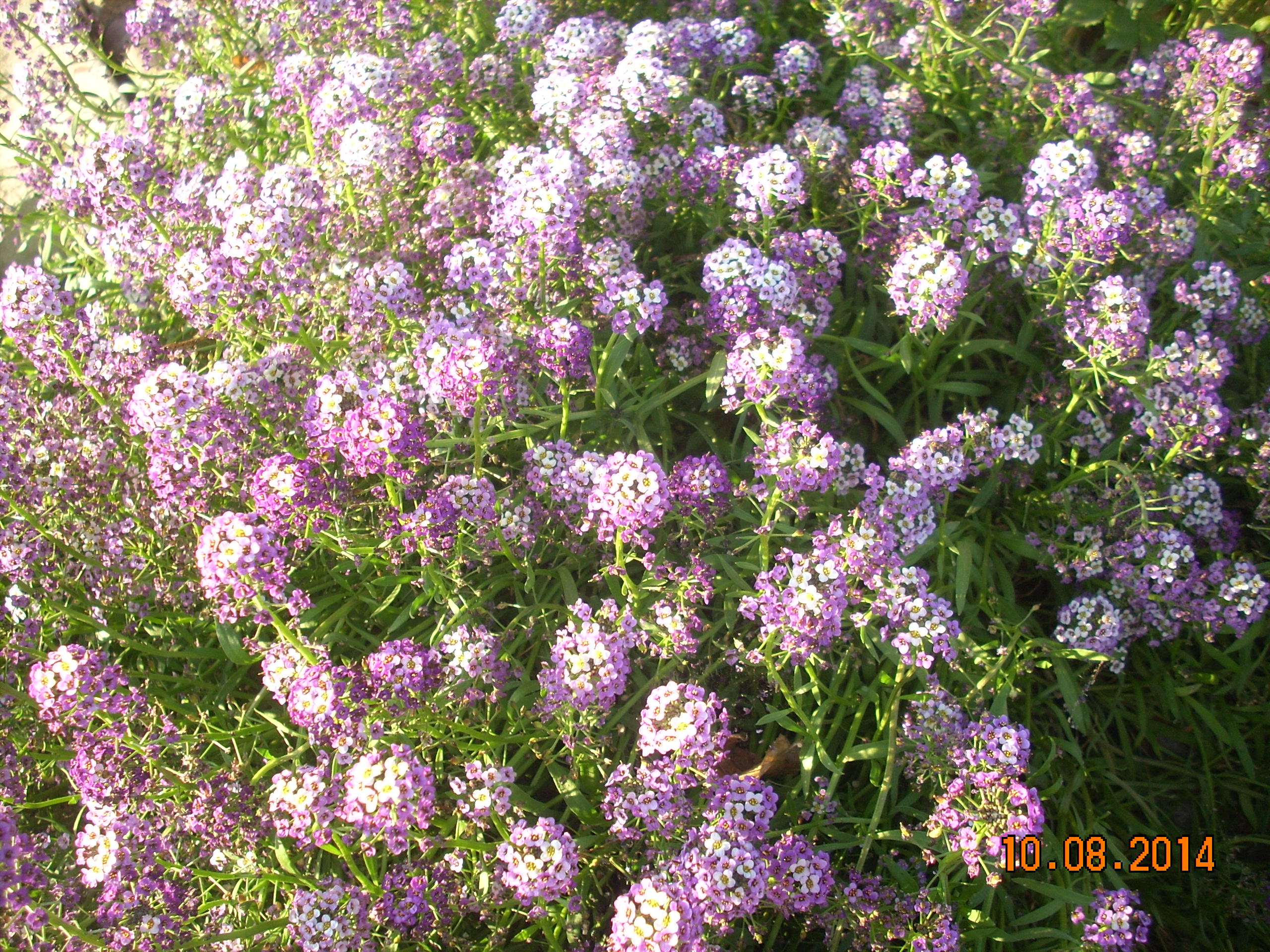 Różnobarwny dywan.