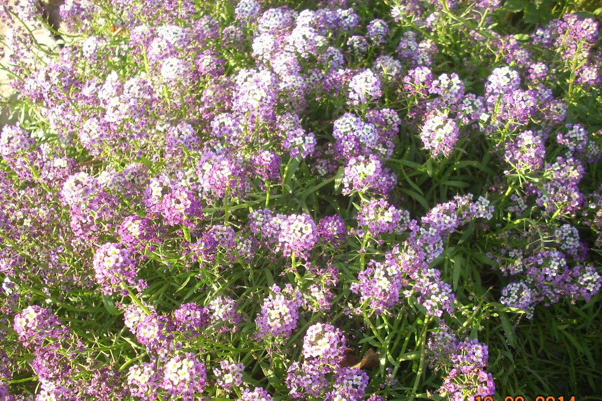 Różnobarwny dywan.