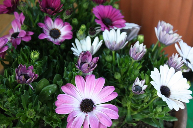 Stokrotki afrykańskie