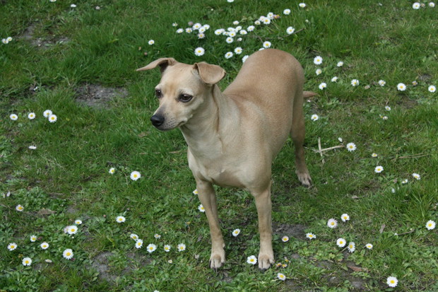 Suczka Ulcia też lubi kwiaty:-)