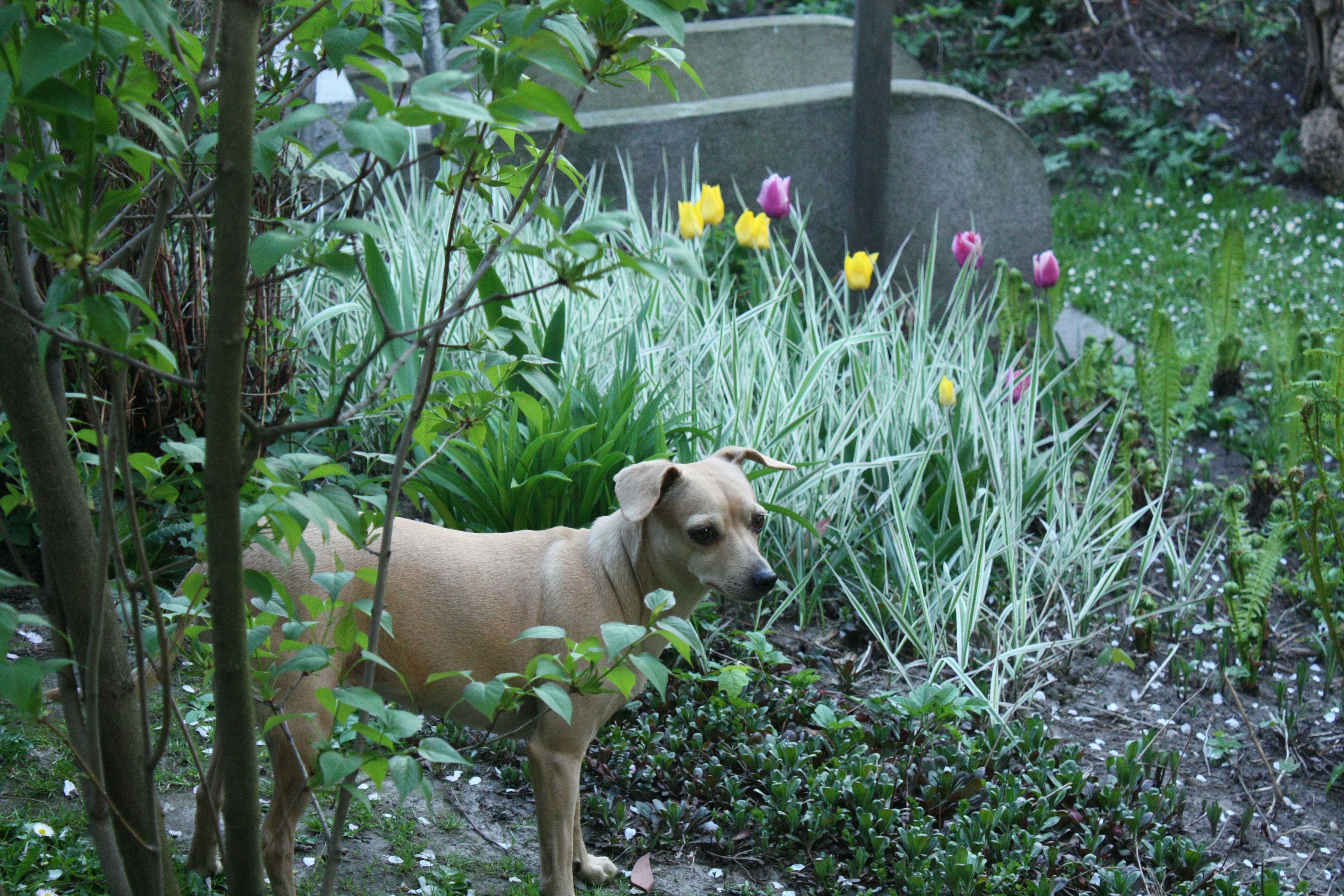 Suczka Usia z kompozycją tulipanów w tle