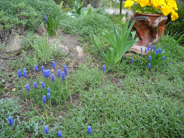Szafirki na skalniaku.