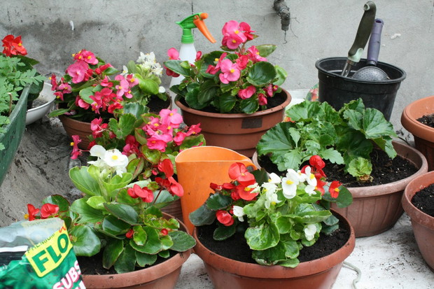 To efekty mojej dzisiejszej pracy w ogródku :)