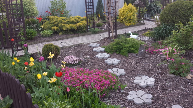 To już ostatnie dni tulipanów w tym sezonie