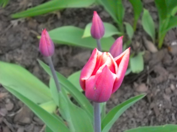 Tulipany.