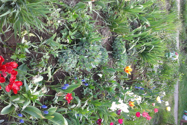 TULIPANY