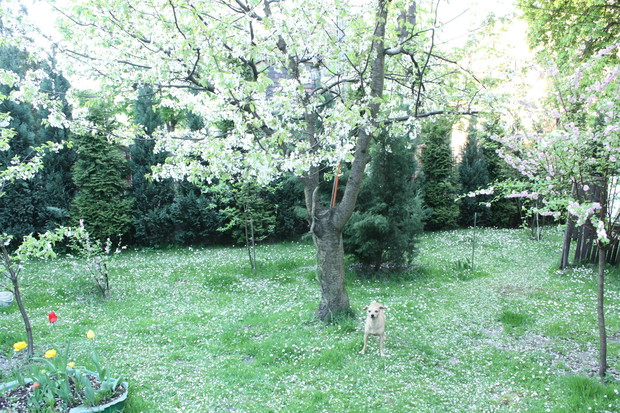 Ula pod opadającą czereśnią