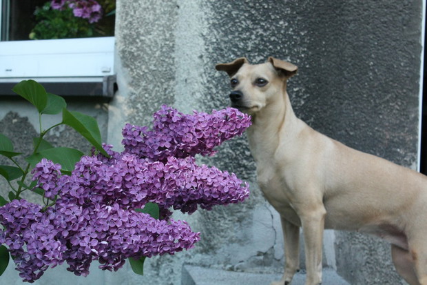 Ulcia wącha pięknie pachnący bez