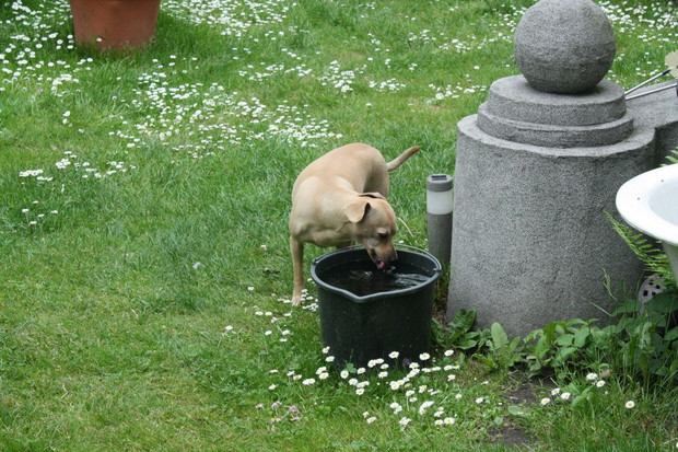 Ulcia zawsze ma dostęp do świeżej wody