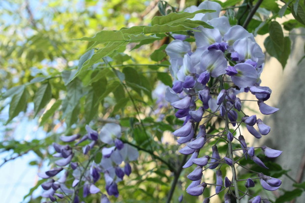 Wspaniała glicynia chińska