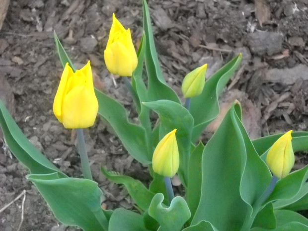 Żółte tulipanki.