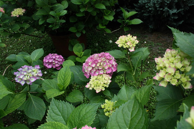 A tak hortensje wyglądają dziś!