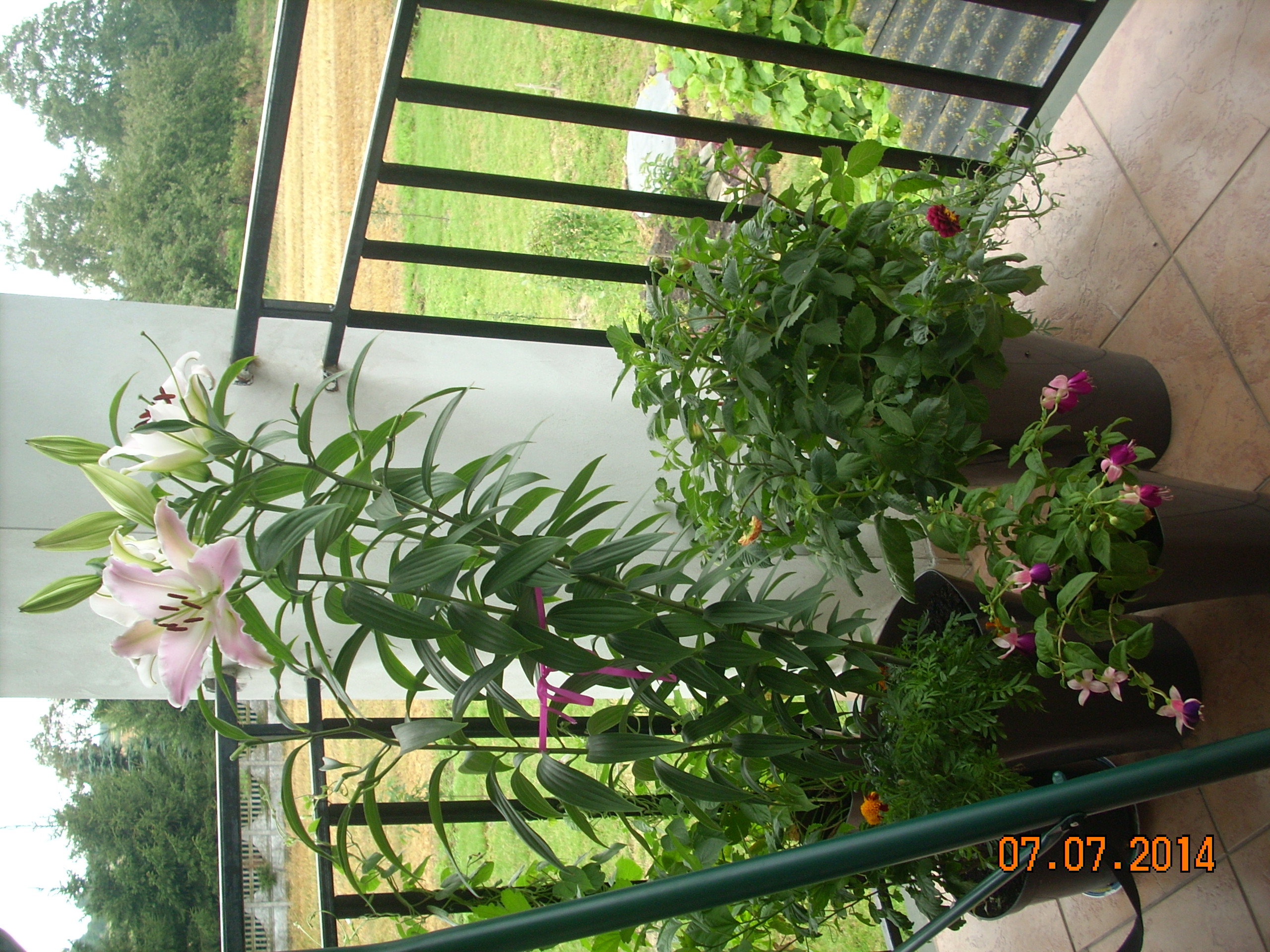 Aromatem kuszą lilie.