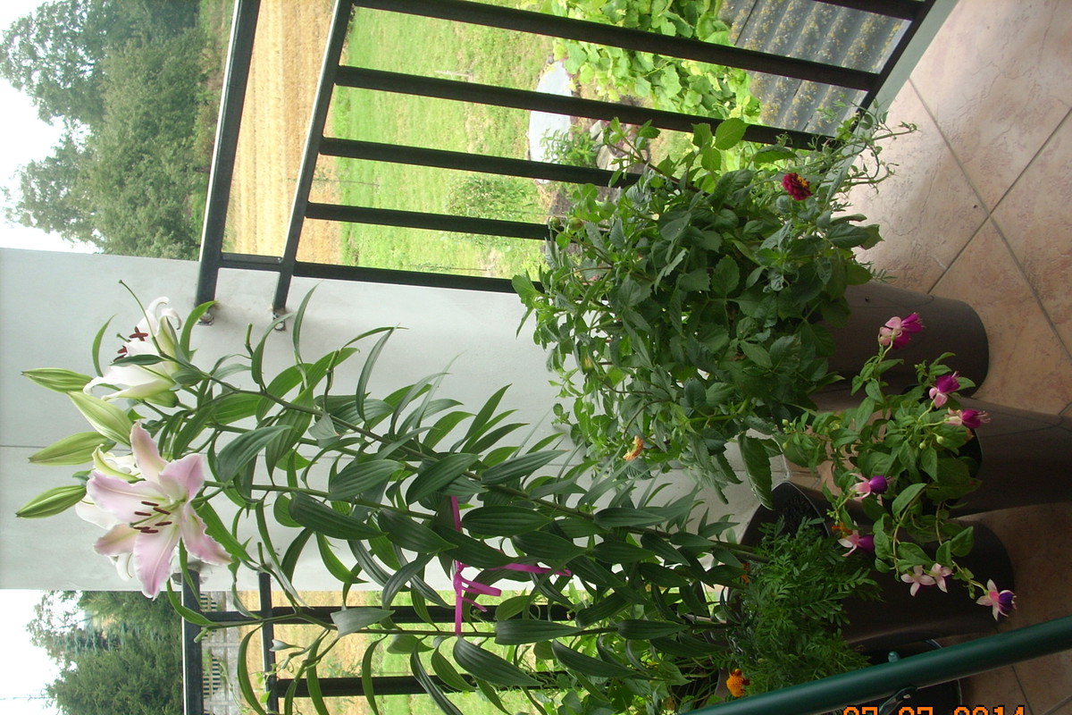 Aromatem kuszą lilie.