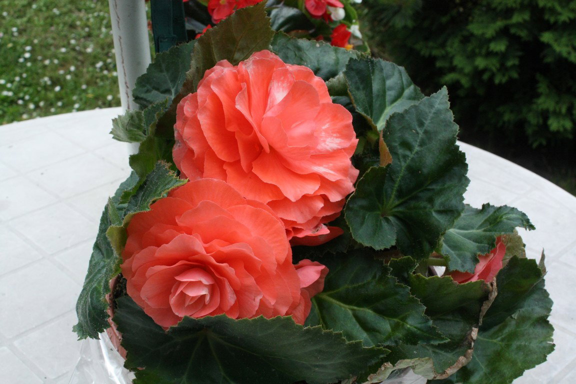 Begonie wielkokwiatowe lubię za to, że są "różami" kwitnącymi cały sezon