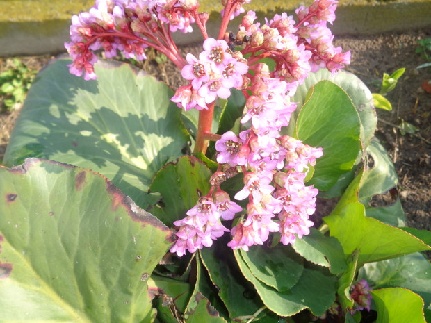 Bergenia sercowata.