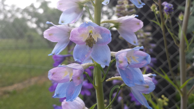 Błękitna ostróżka