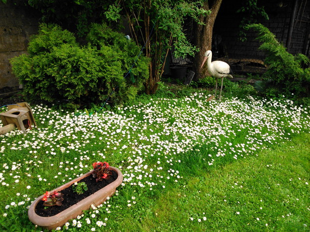 Bocian podziwia stokrotki