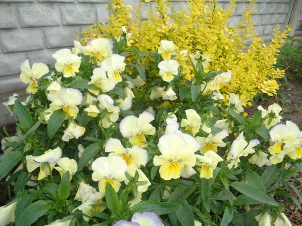 Bratki z nasadzeń jesiennych.