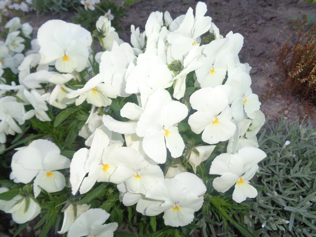 Bratki z nasadzeń jesiennych.