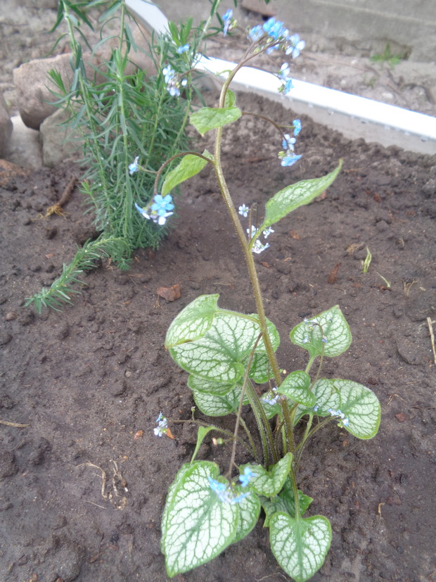Brunnera wielkolistna
