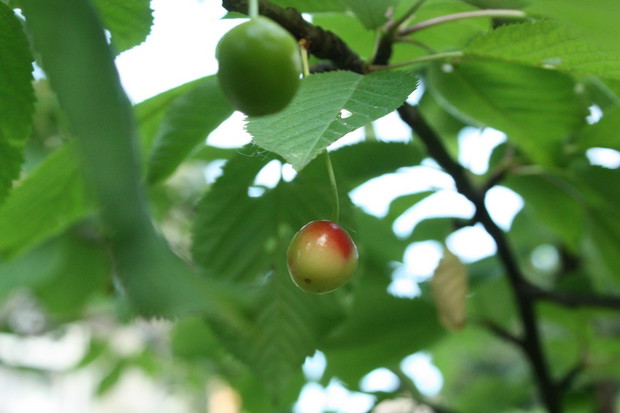 Czereśnie już czerwone