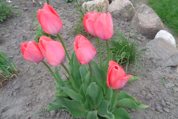 Czerwone tulipany.