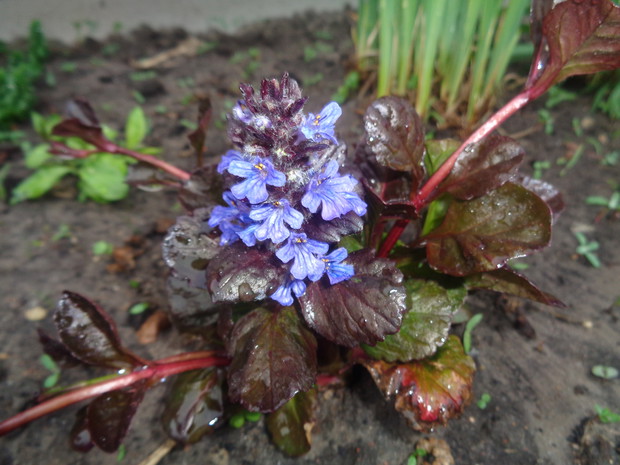 Dąbrówka rozłogowa.