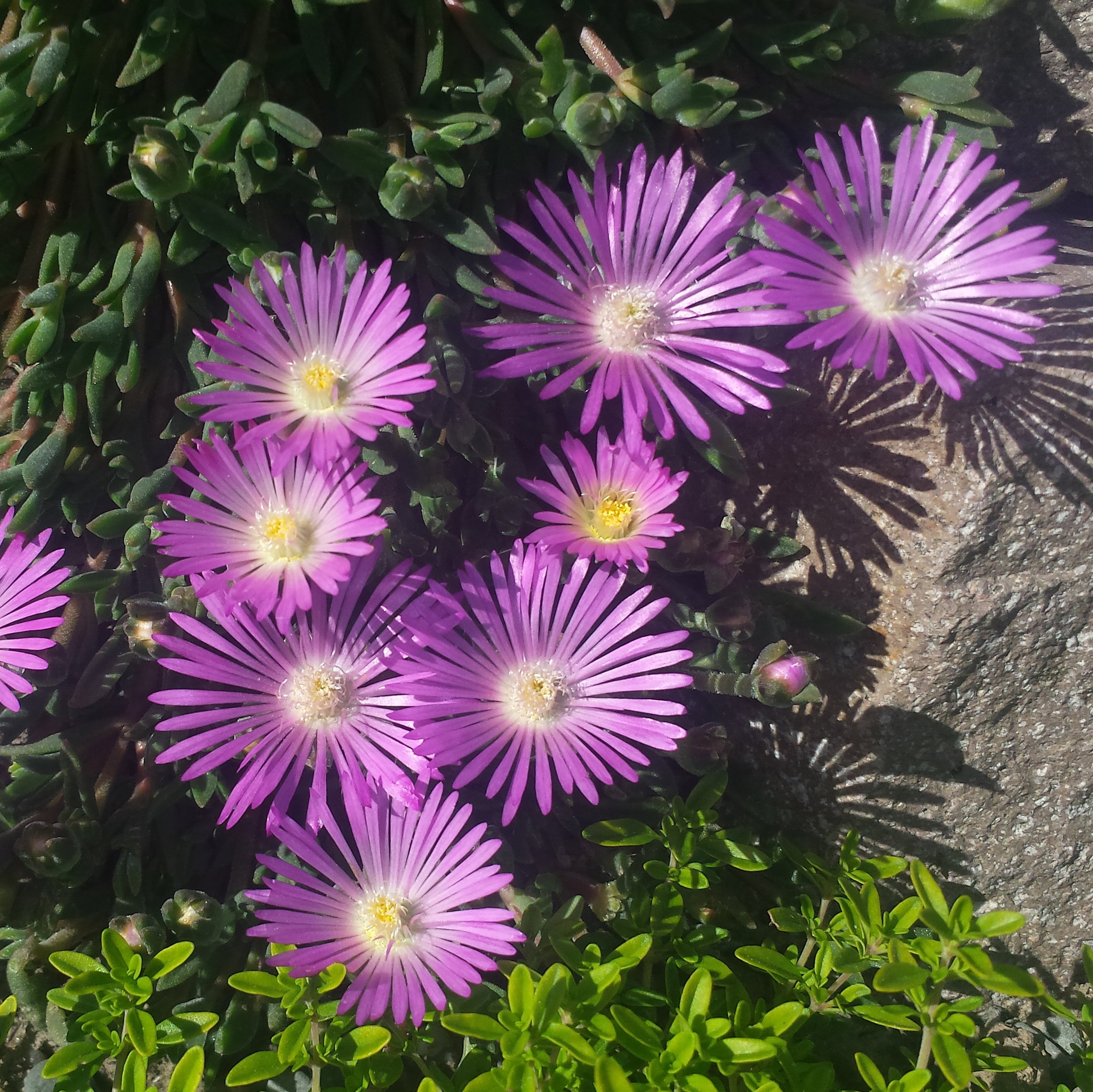 Delosperma 