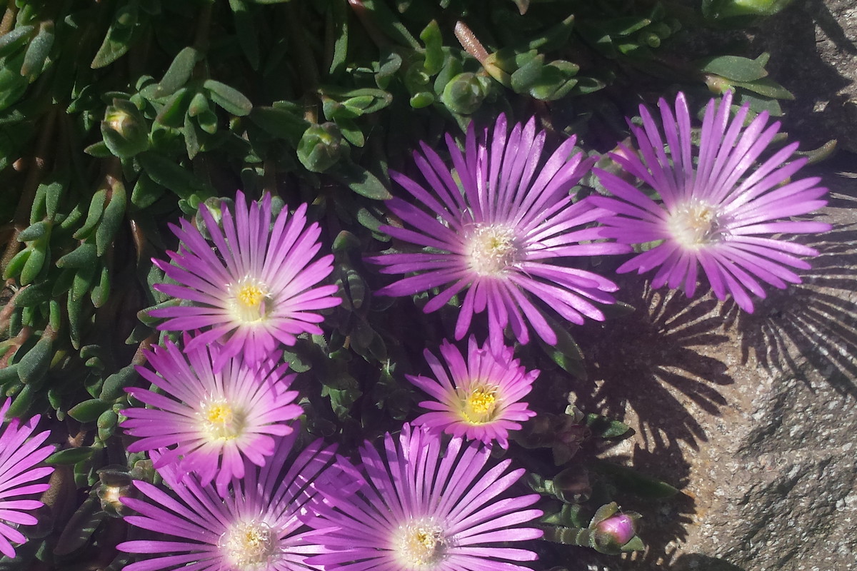 Delosperma