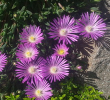 Delosperma