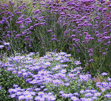 Dobór roślin o wielu kwiatach ma kluczowy wpływ na późniejszy wygląd ogrodu (zdj.: fotolia.com)