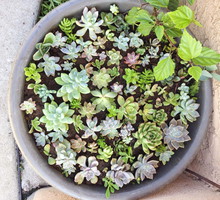 Doniczka pełna wielu odmian sukulentów to niewielkie dzieło sztuki (zdj.: Fotolia.com)