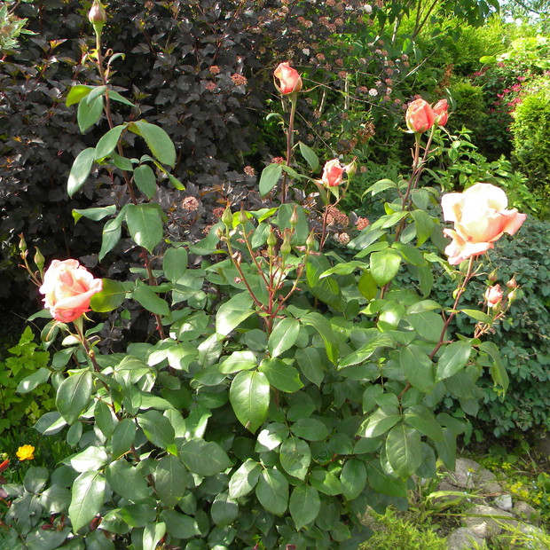 Dwuletnia róża Westerland.