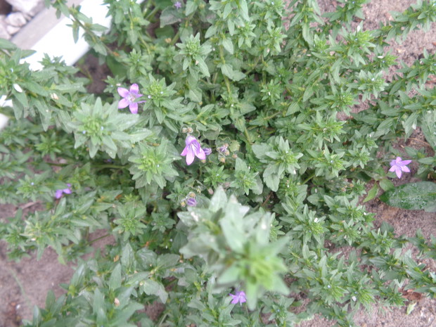 Dzwonek dalmatyński.