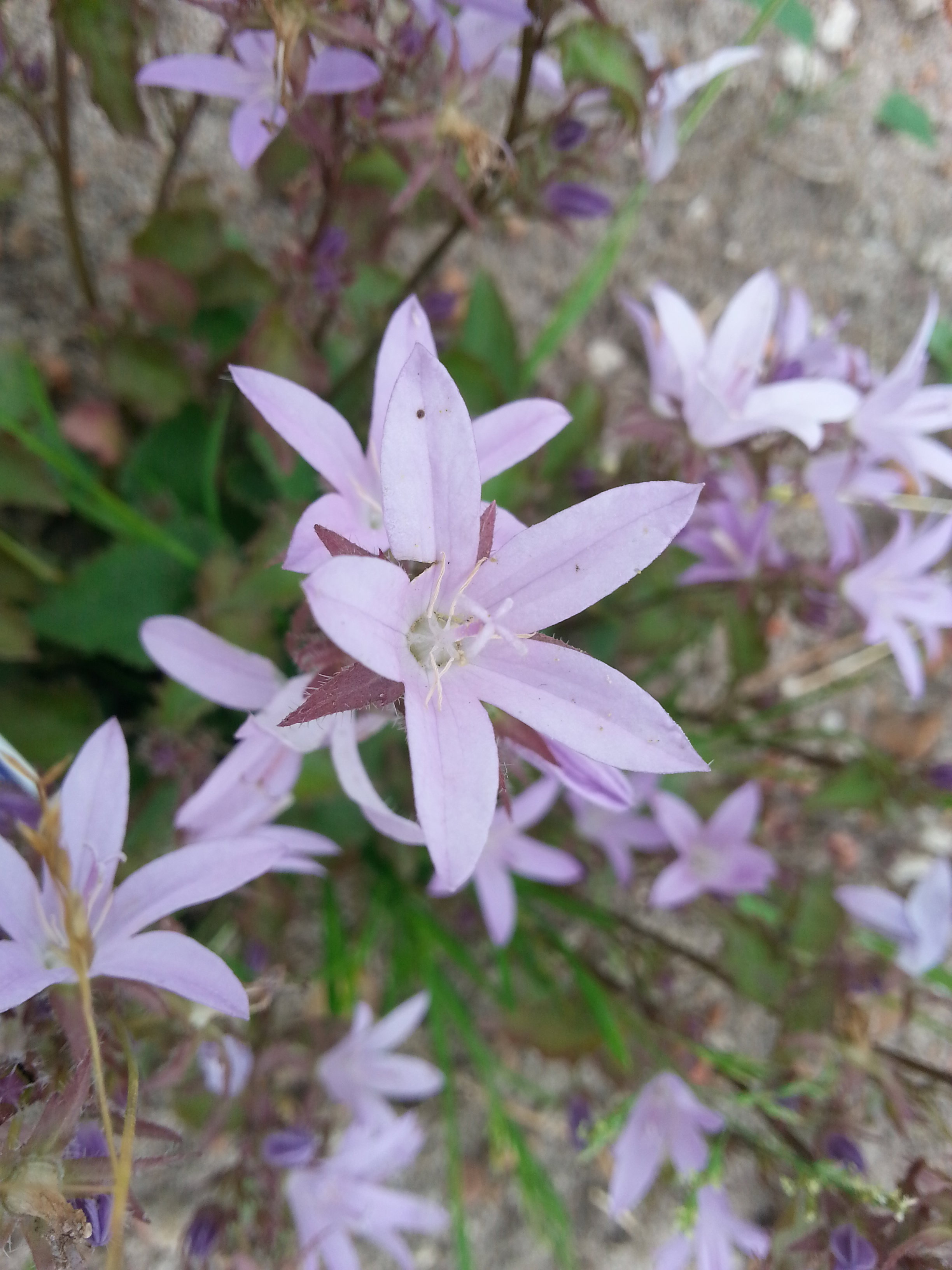 Dzwonek Poszarskiego