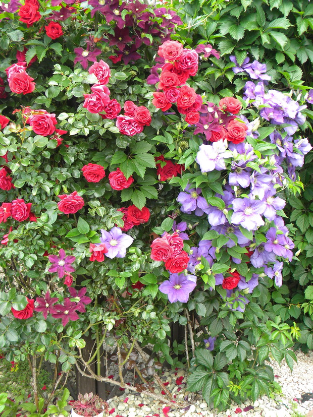 Feeria barw różano-powojnikowych.