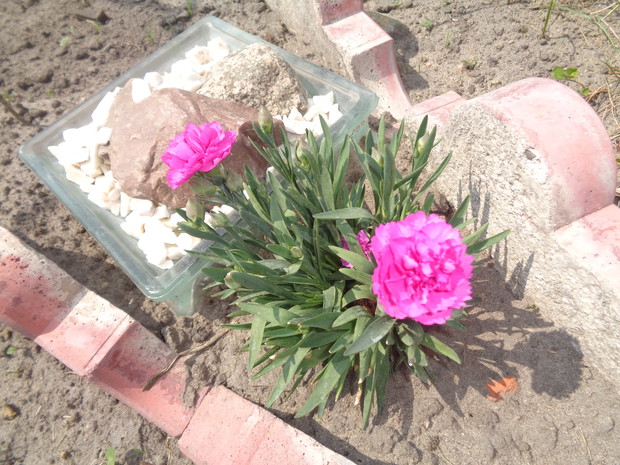 Goździki pierzaste.