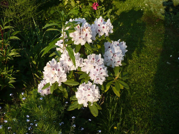 ....i jeszcze biały