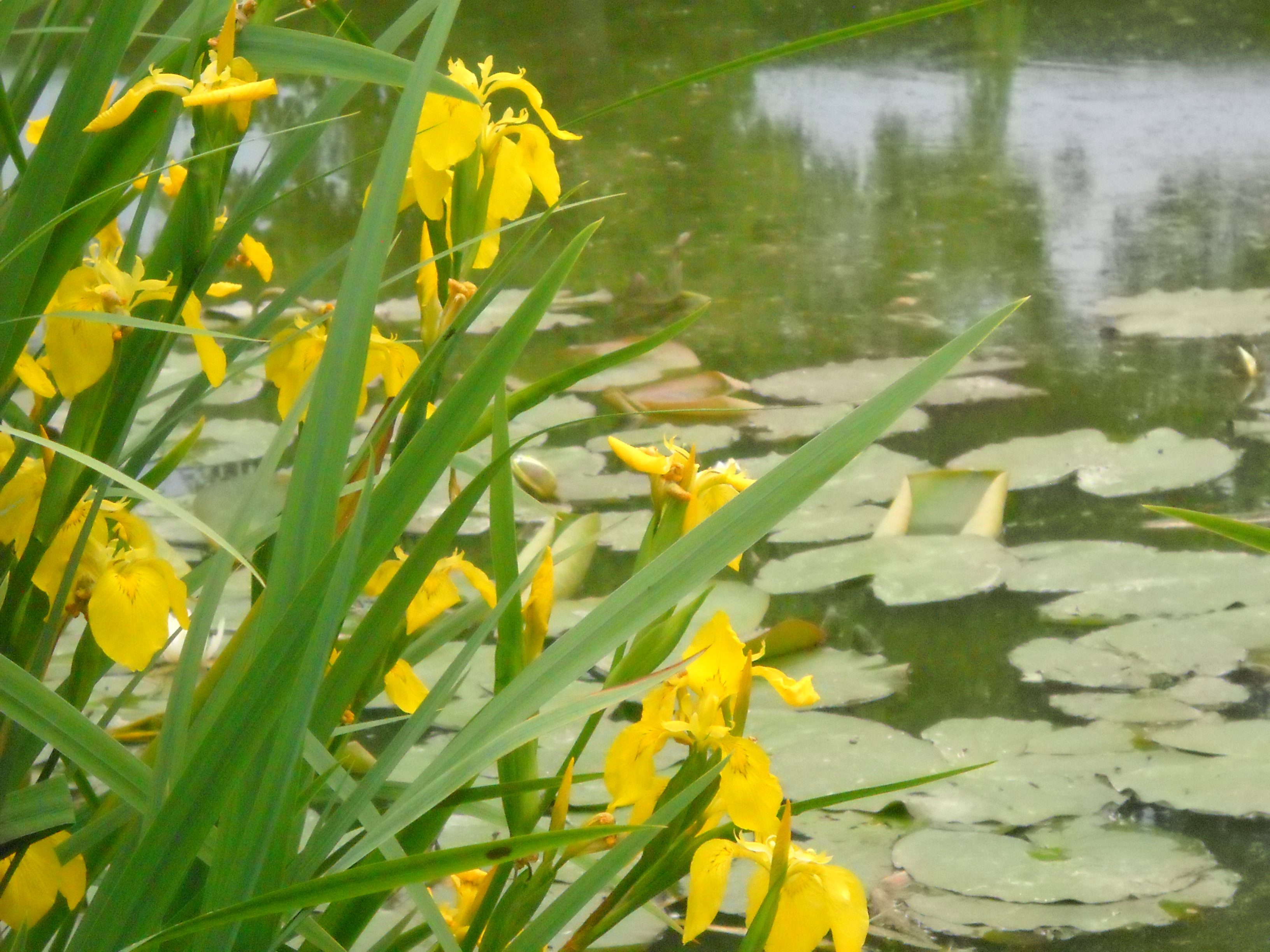 Irys wodny żółty.