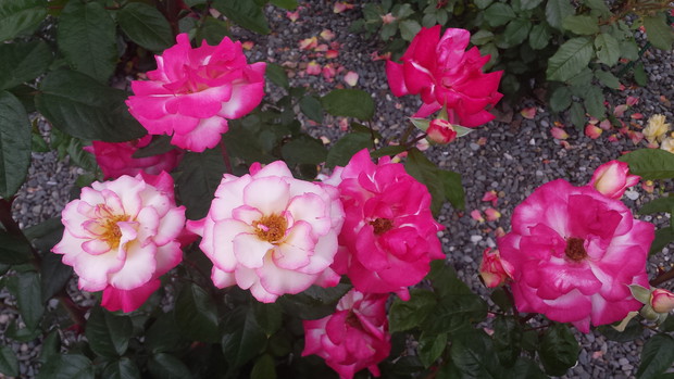 Jeden krzaczek róży a kilka kolorów kwiatów 