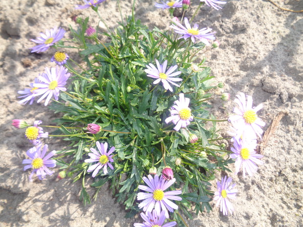 Jednoroczne marcinki.