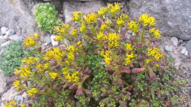 Jeszcze nie rozwinięte pączki rozchodnika oregońskiego