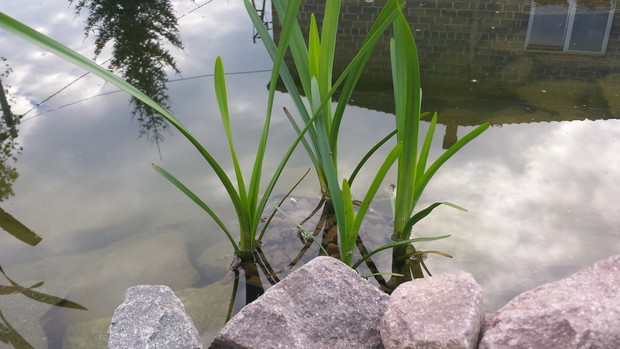 Jeżogłówka gałęziasta