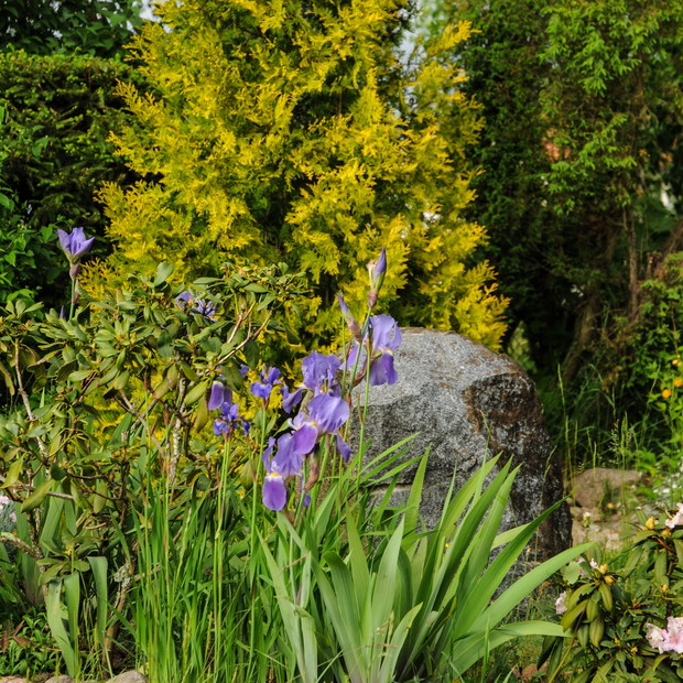 kącik - zakończenie ogrodu  w tle kilkudziesięcioletnie  jałowce